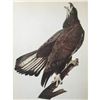 c1946 Audubon Print, #126 Bald Eagle