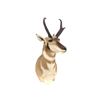 Image 2 : Prong Horn Antelope Shoulder Trophy Mount. Height 33"