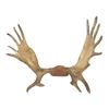 Vintage Moose Antler Mount
