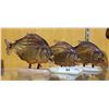 Image 1 : 3 TAXIDERMY PIRANHAS