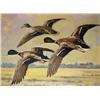 Image 1 : CRUISING MALLARDS