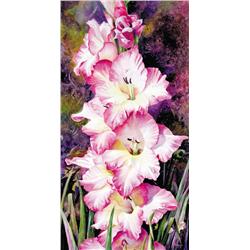 GLADIOLA