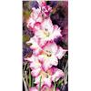 Image 1 : GLADIOLA