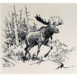BULL MOOSE WALKING