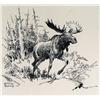 Image 1 : BULL MOOSE WALKING