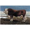 Image 1 : BULL #1