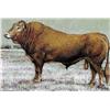 Image 1 : BULL #2