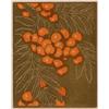 Image 1 : MOUNTAIN ASH (STATE I)