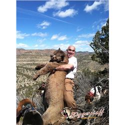 5-day Colorado Mountain Lion Hunt and Taxidermy for One Hunter and One Observer