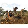 Image 1 : 5-day Red Deer, Fallow Deer, and Roe Deer Hunt for Two Hunters in Spain