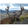 Image 1 : 5-day New Zealand Red Stag up to 400 SCI for Two Hunters and Two Observers