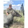 Image 1 : Nilgai Hunt