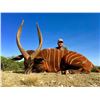 Image 1 : Mature Bongo Hunt