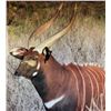 Image 3 : Mature Bongo Hunt