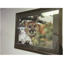 Framed Mountain Lion Print 33 x 29