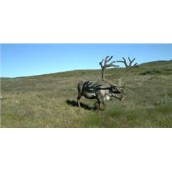 Greenland Caribou* and Muskox Combo Hunt
