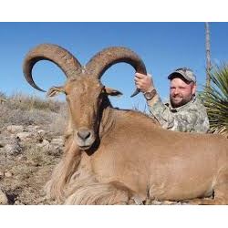 Hunter's Choice Aoudad, Sika or Mouflon in Texas