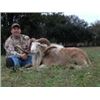 Image 2 : Hunter's Choice Aoudad, Sika or Mouflon in Texas