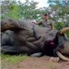 Image 2 : Bull Elephant Hunt,  Zimbabwe, Hippo/Croc/Buffalo upgrades Possible