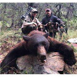 Arizona Black Bear Hunt