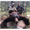 Image 1 : Arizona Black Bear Hunt