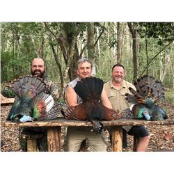 Mexico Oscillated Turkey Hunt
