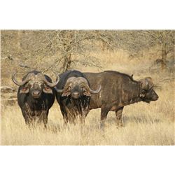 Mozambique Dangerous Game Hunt