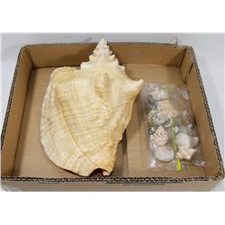 BOX W/LARGE SEA SHELL & BAG OF SMALL SEA