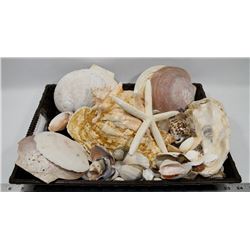 LARGE FLAT OF SEA SHELLS