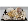 Image 1 : LARGE FLAT OF SEA SHELLS