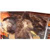 Image 2 : BEAR SKIN RUG