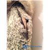 Image 3 : Persian Lamb Jacket w/Mink Collar (For Craft Use)
