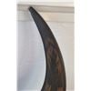 Image 2 : Carved Buffalo Horns