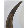 Image 8 : Carved Buffalo Horns