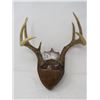 Image 1 : SET OF MOUNTED ANTLERS (SMALL)