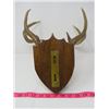 Image 2 : SET OF MOUNTED ANTLERS (SMALL)