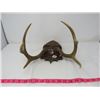Image 3 : SET OF MOUNTED ANTLERS (SMALL)