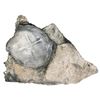 Image 1 : Clump of one Mexican cob 8R (Philip IV) and a small earthenware shard.