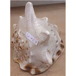 SEASHELL