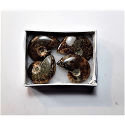 4)  LOT OF 4 POLISHED AMMONITE FOSSIL