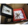 Image 2 : BUG COLLECTION AND MINIATURE CRAB TRAP
