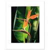 Image 1 : Bird Of Paradise by Davis, Brian