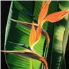 Image 2 : Bird Of Paradise by Davis, Brian