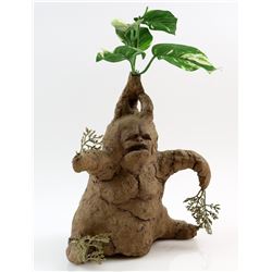 Harry Potter and the Chamber of Secrets (2002) - Mandrake plant from the movie starring Daniel Radcl