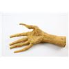 Image 2 : The Mummy (1999) - Production made prosthetic Mummy hand from the movie starring Brendan Fraser and 
