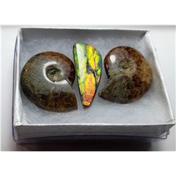 18) LOT OF 2 NATURAL AMMONITE FOSSIL SPECIMENS &