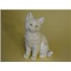Image 1 : 1 White Cat    