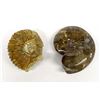 Image 1 : 2 Ammonite Fossils