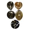 Image 1 : 5 Orthoceras Fossil Trays