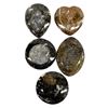 Image 2 : 5 Orthoceras Fossil Trays